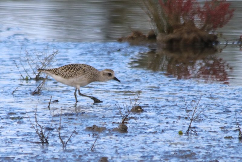 2019 10 21 Réserve ornithologique du Teich (72) - Copie.JPG