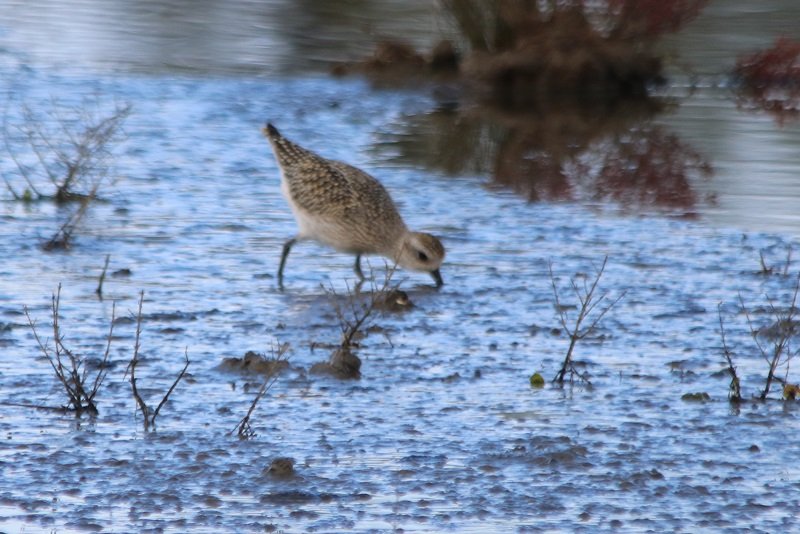 2019 10 21 Réserve ornithologique du Teich (74) - Copie.JPG