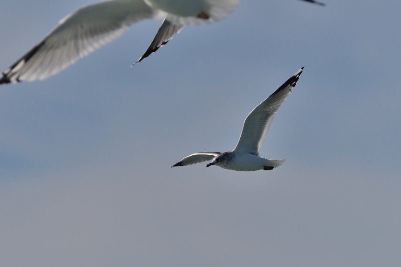 Mouette de sabine 7538 F17.jpg