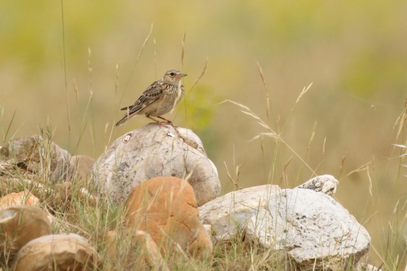 300 - Pipit de Richard-ok.JPG