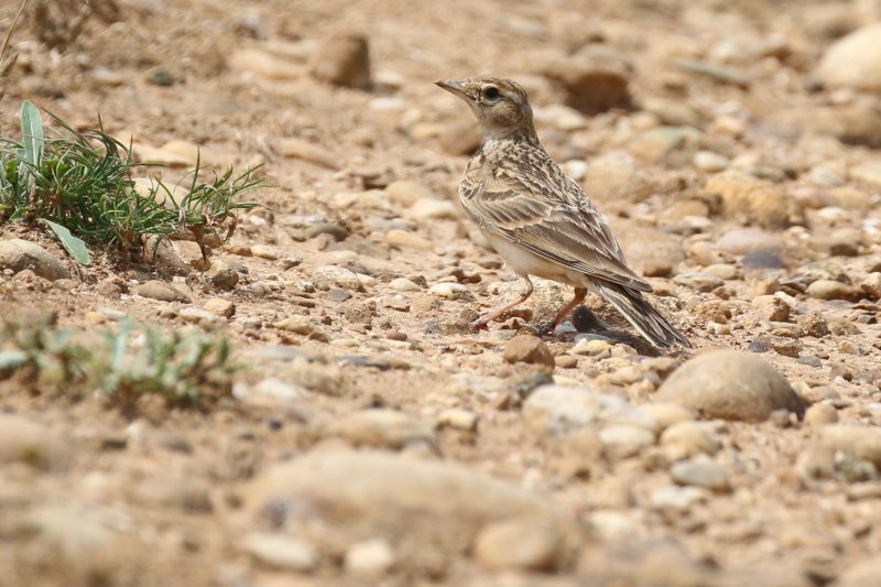 303 - Pipit de Richard_ok.JPG