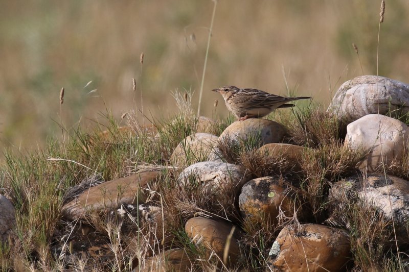 371 - Pipit de Richard_ok.JPG