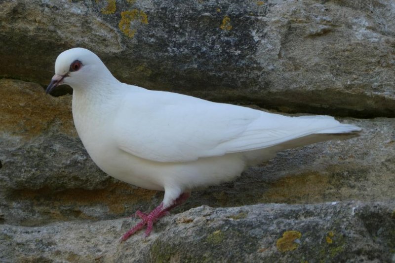 Colombe ou Pigeon albinos.jpg