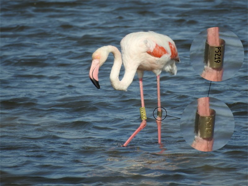 Flamant rose bagué 2.JPG