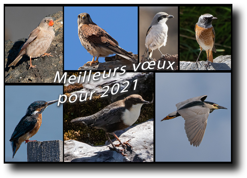 Oiseaux.png