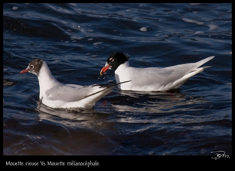 Mouette melano_9675.jpg