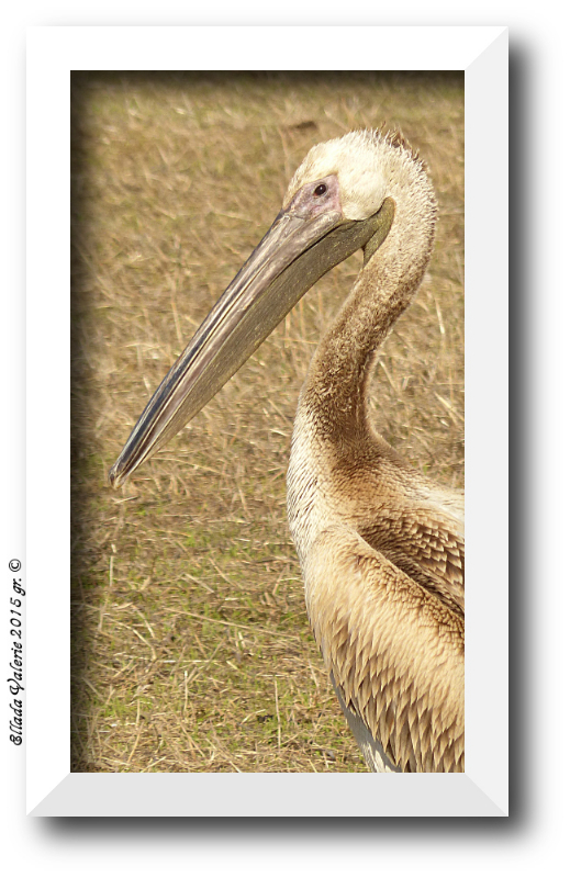 Juvenile White Pelican ( Pelecanus onocrotalus) (2).JPG