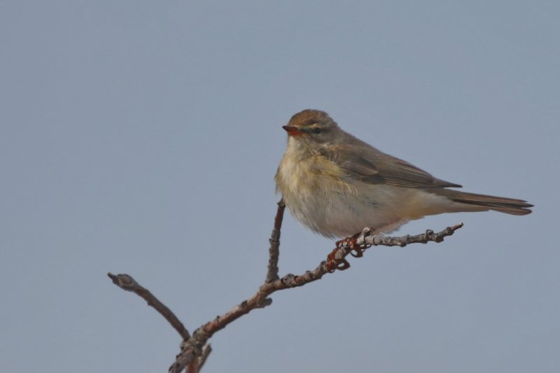 Oiseau VarangerJPG.JPG