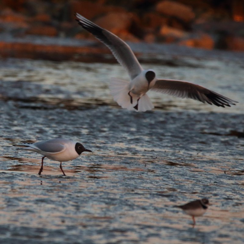 mouette bizarre.JPG