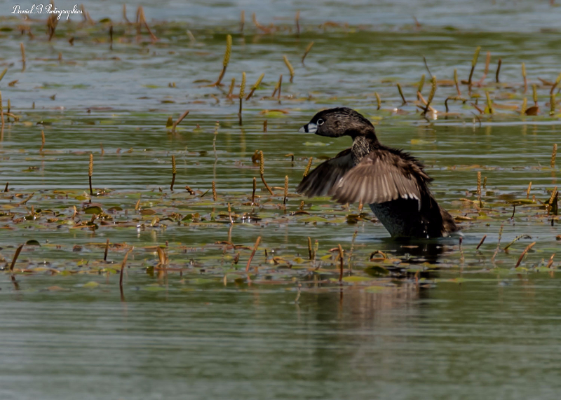 grebe a bec bigarré-31.jpg