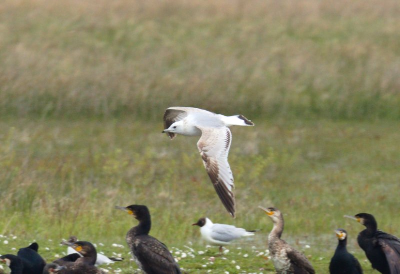 Mouette ind 1..1.jpg