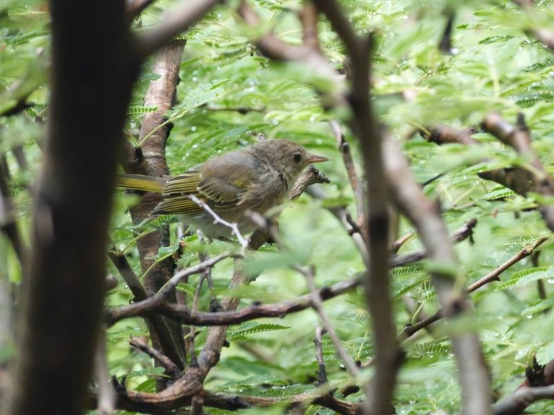 genre toridostre ou autres 25072019 îlet Long Martinique compressé.JPG