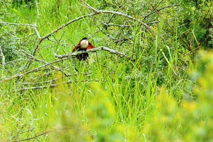 CIP_5504_Coucal du Sénégal.jpg