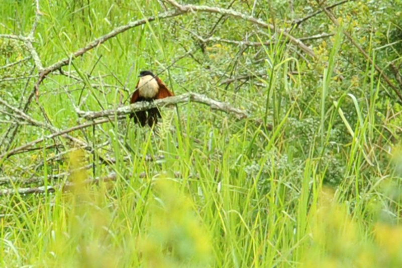 CIP_5511_Coucal du Sénégal_p.jpg