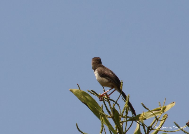 Bulbul X 1.jpg