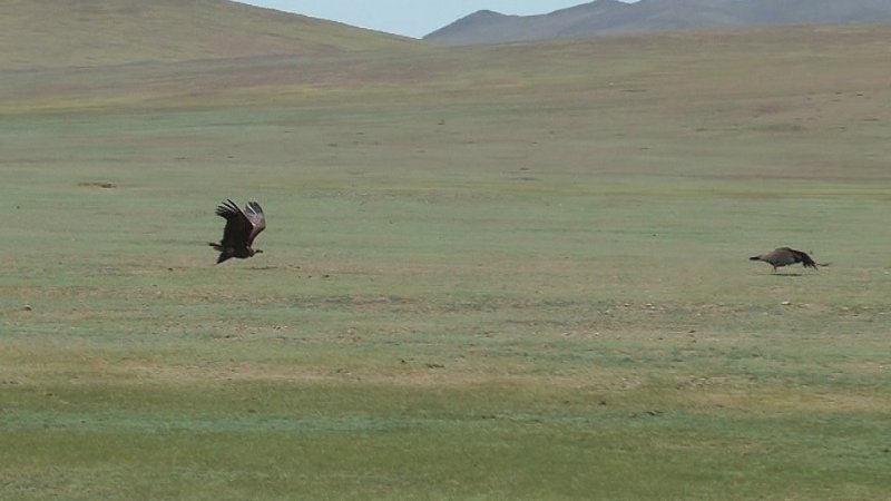Aigle des steppes ou vautour 1.jpg