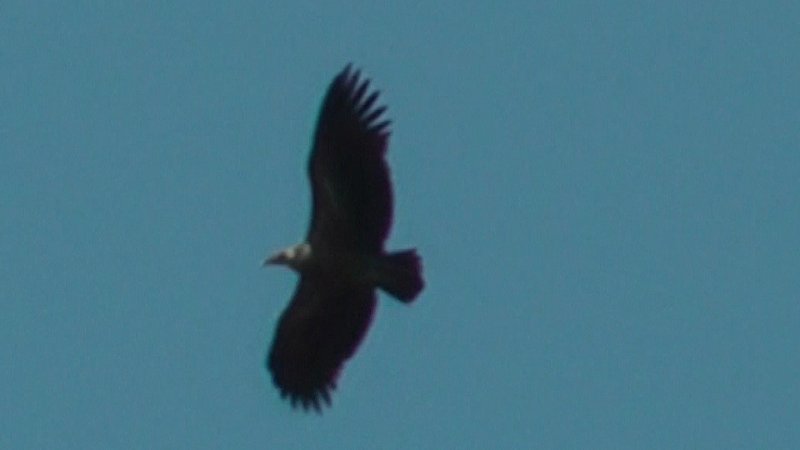 Gypaète barbu ou autre rapace 1.jpg