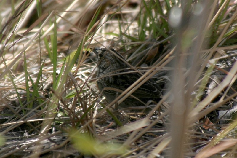 Moineau domestique ou Bruant.JPG