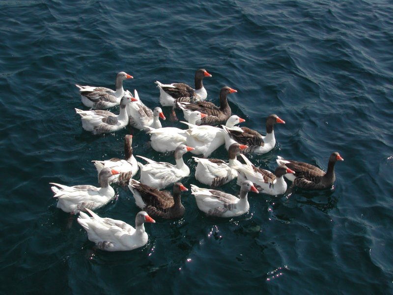 oies cignoïdes sur la mer Egée -.JPG