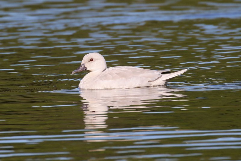 58 - Canard domestique-ok.JPG