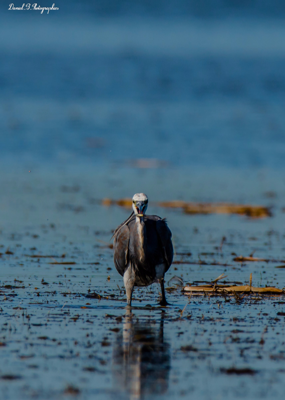 aigrette hybride des recifs.jpg