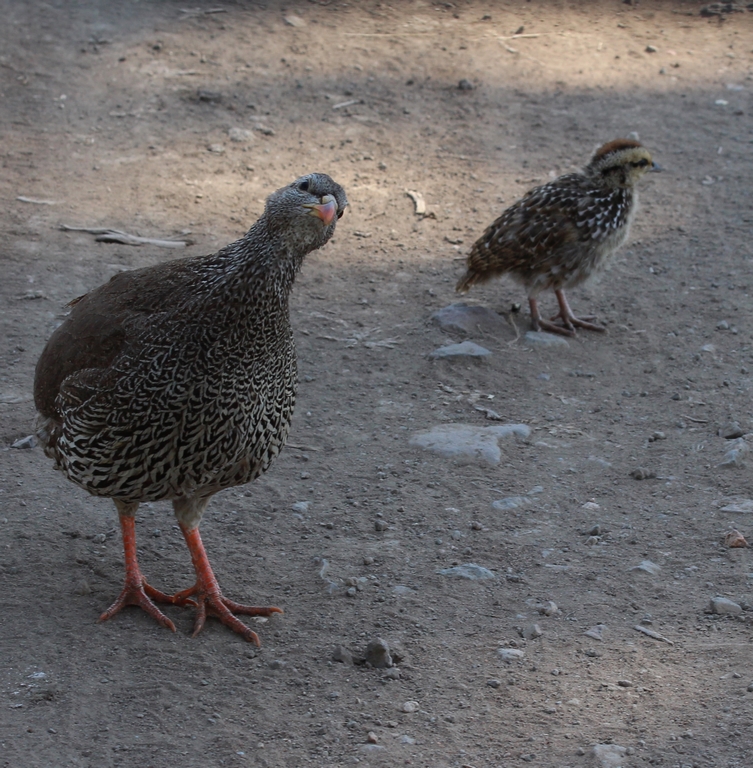 Francolin du Natal - Afrique du Sud - août 2016 (2) (Copier).JPG