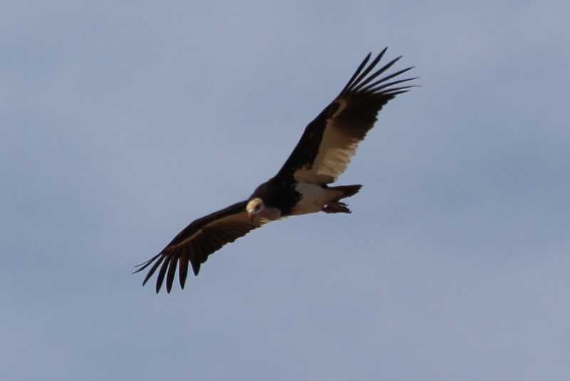 Vautour oricou - Afrique du Sud - août 2016 (1) (Copier).JPG