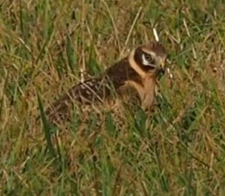 Busard pale male 1er année.JPG