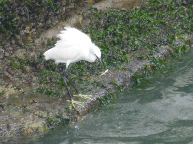 Aigrette garzette - Venise - Italie - novembre 2016 (1) (Copier).JPG