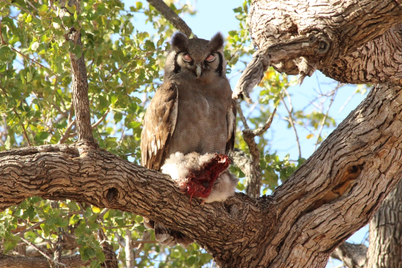 Verreaux's Eagle-Owl - South Africa - August 2016.JPG