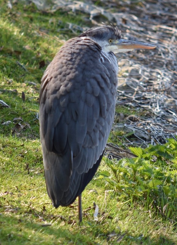 heron02.jpg