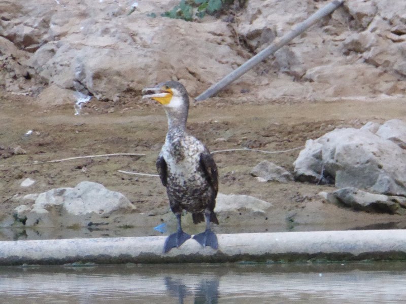 P1080278 - grand cormoran.JPG