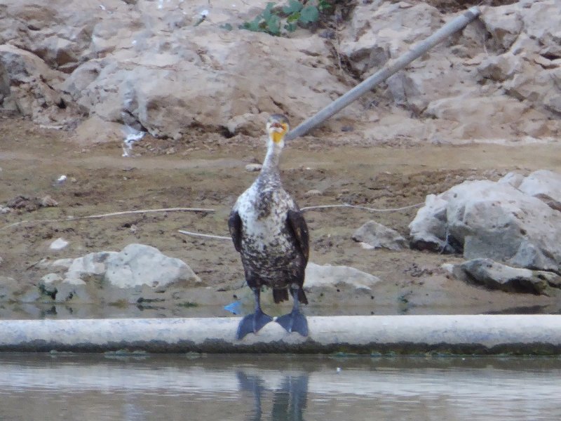 P1080277 - grand cormoran (immature).JPG