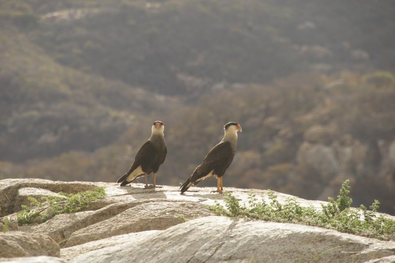 caracara.JPG