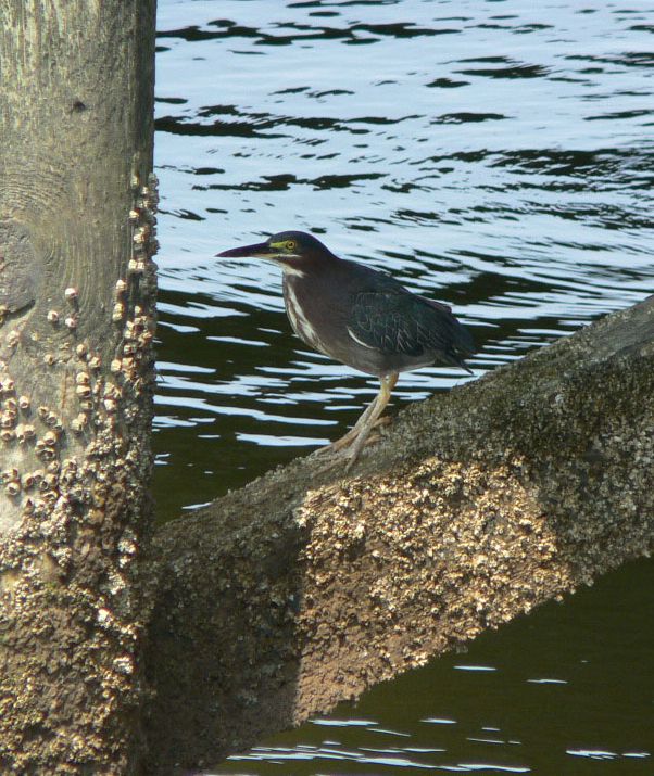 P1050101 heron maryland.jpg