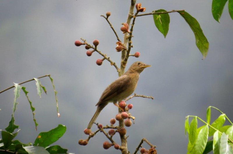 Colombie - Santa Marta - Oiseau à identifier.jpg