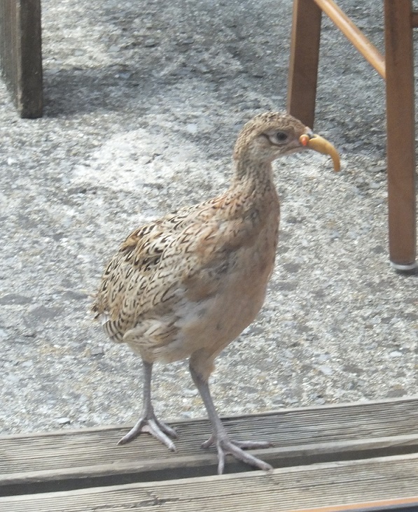 Gallinacee.jpg