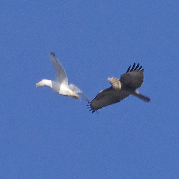 Rapace et Goéland.jpg