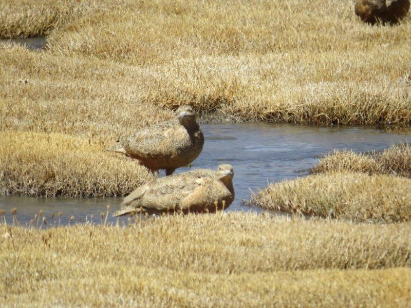 0810 - Marais et oiseaux.jpg