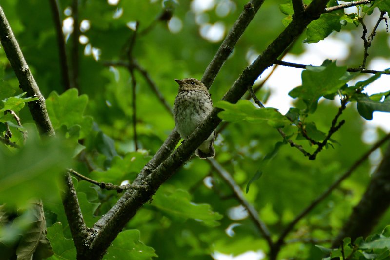 Gobemouche gris - juvénile.jpg