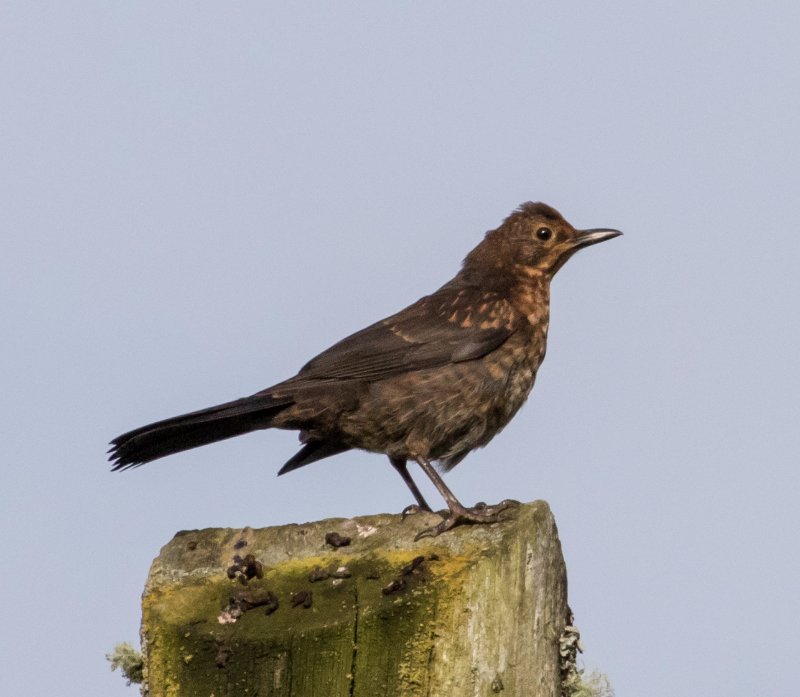 Oiseaux Ecosse.jpg