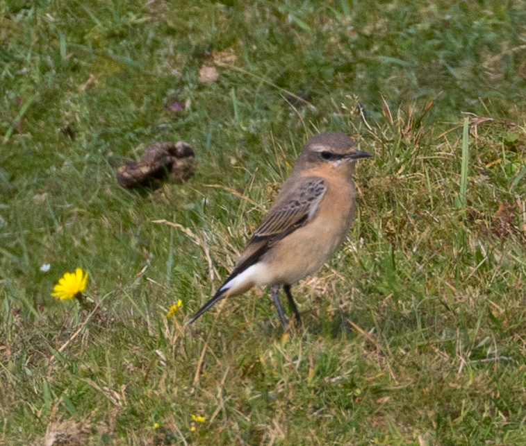 Traquet motteux2.jpg