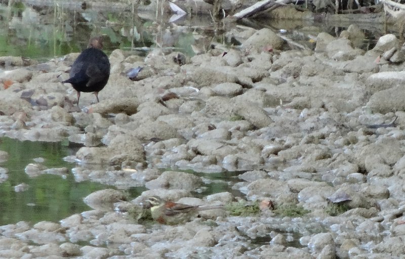 oiseau mystère1 copie.jpg