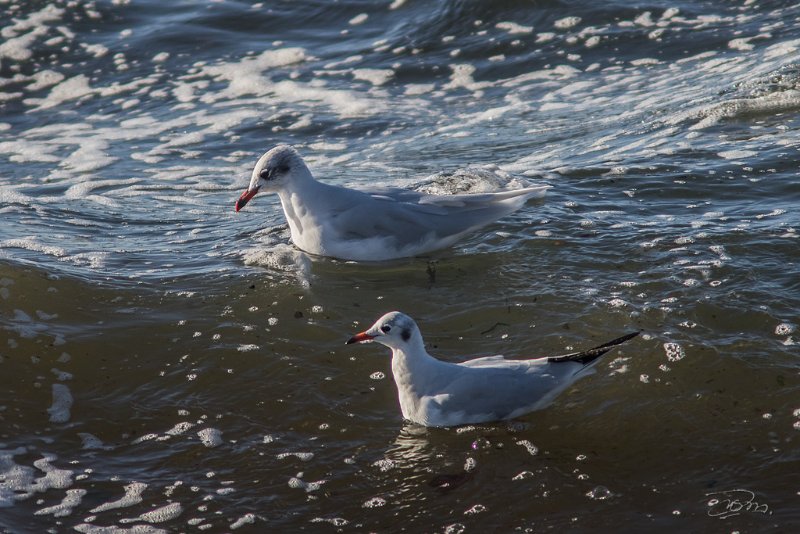 Mouette mélanocéphale vs rieuse_4740.jpg