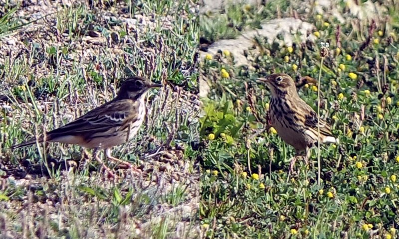 Pipit farlouse.jpg