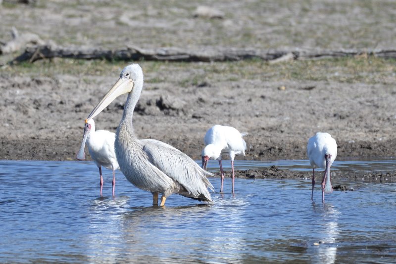 Pélican gris-1a (Moremi Botswana).JPG