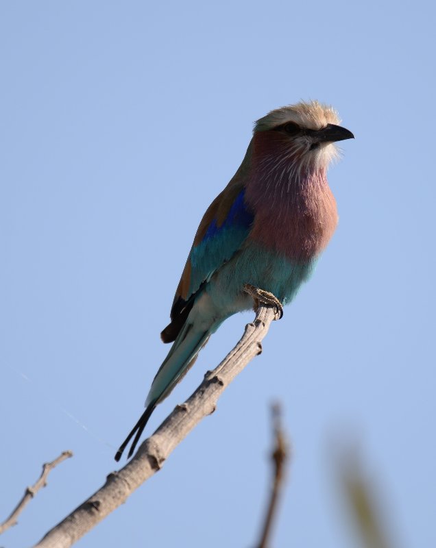 Rollier à longs brins-3a (Nxai Pan Botswana).JPG