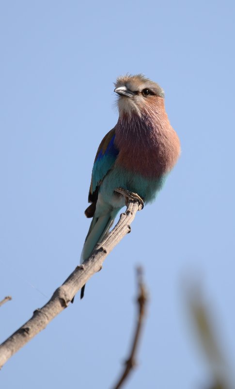 Rollier à longs brins-3b (Nxai Pan Botswana).JPG