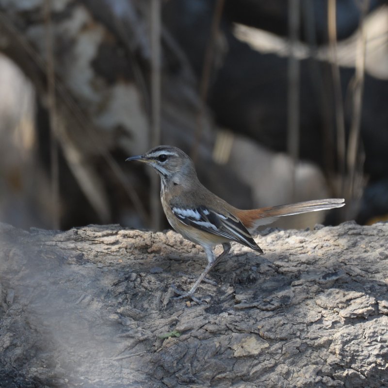 Agrobate-à confirmer (Chobe Botswana).JPG