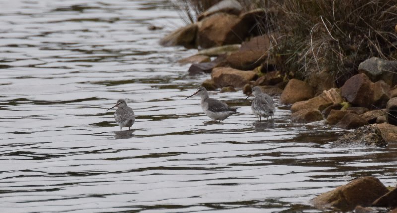 MArais Pen En Toul - Larmor Baden - 28 Oct 2017.jpg